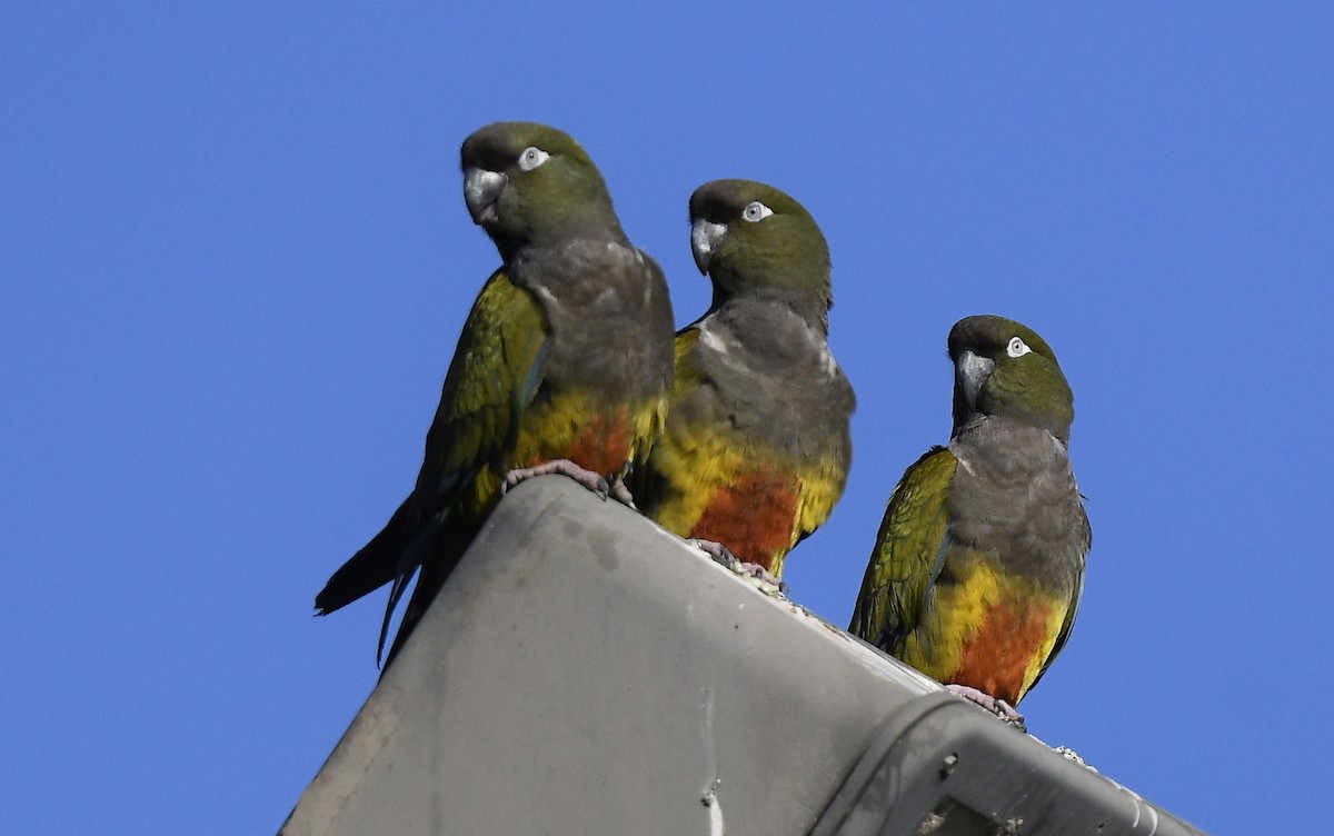 Burrowing Parakeet - ML628830646