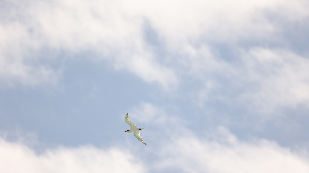 Royal Tern - ML628830683