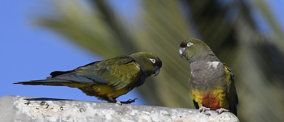 Burrowing Parakeet - ML628830690