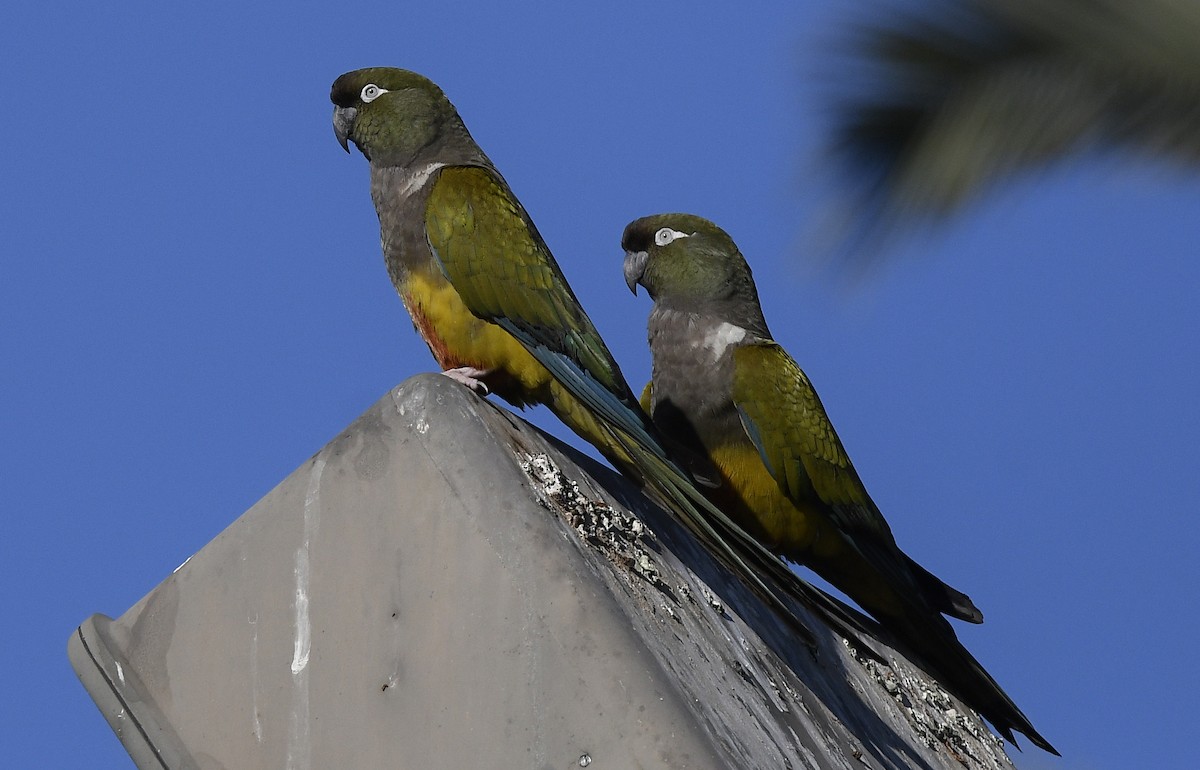 Burrowing Parakeet - ML628830707