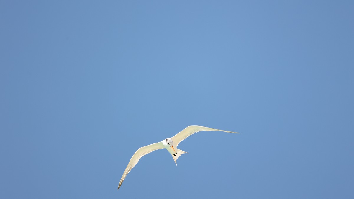 Royal Tern - ML628830763