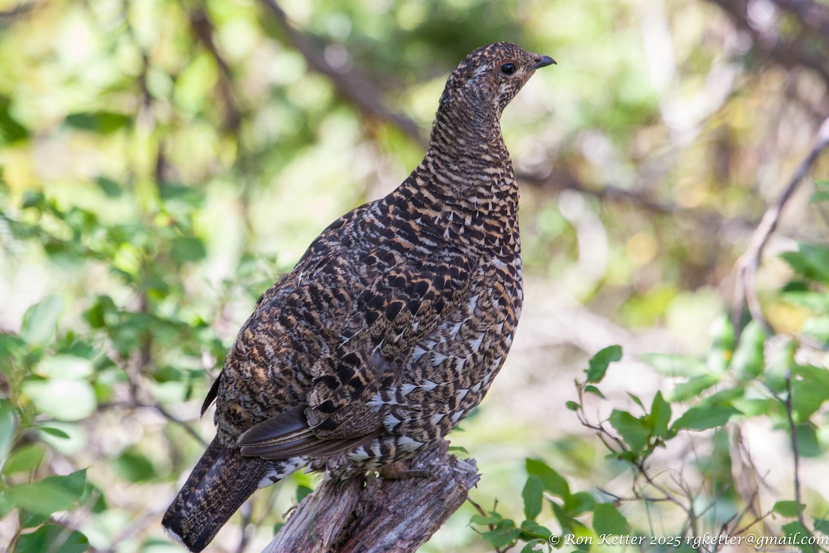 Spruce Grouse - ML628830862