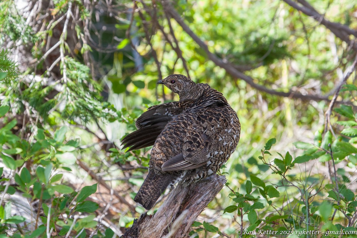 Spruce Grouse - ML628830863