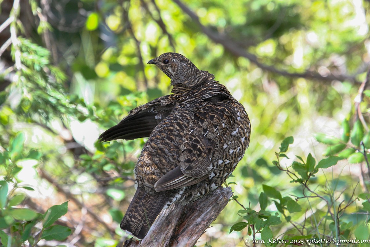 Spruce Grouse - ML628830864