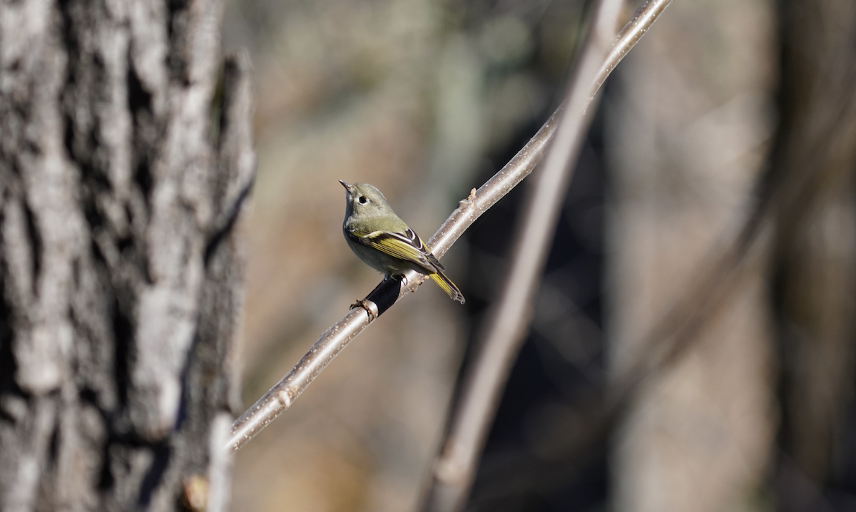 Ruby-crowned Kinglet - ML628830874