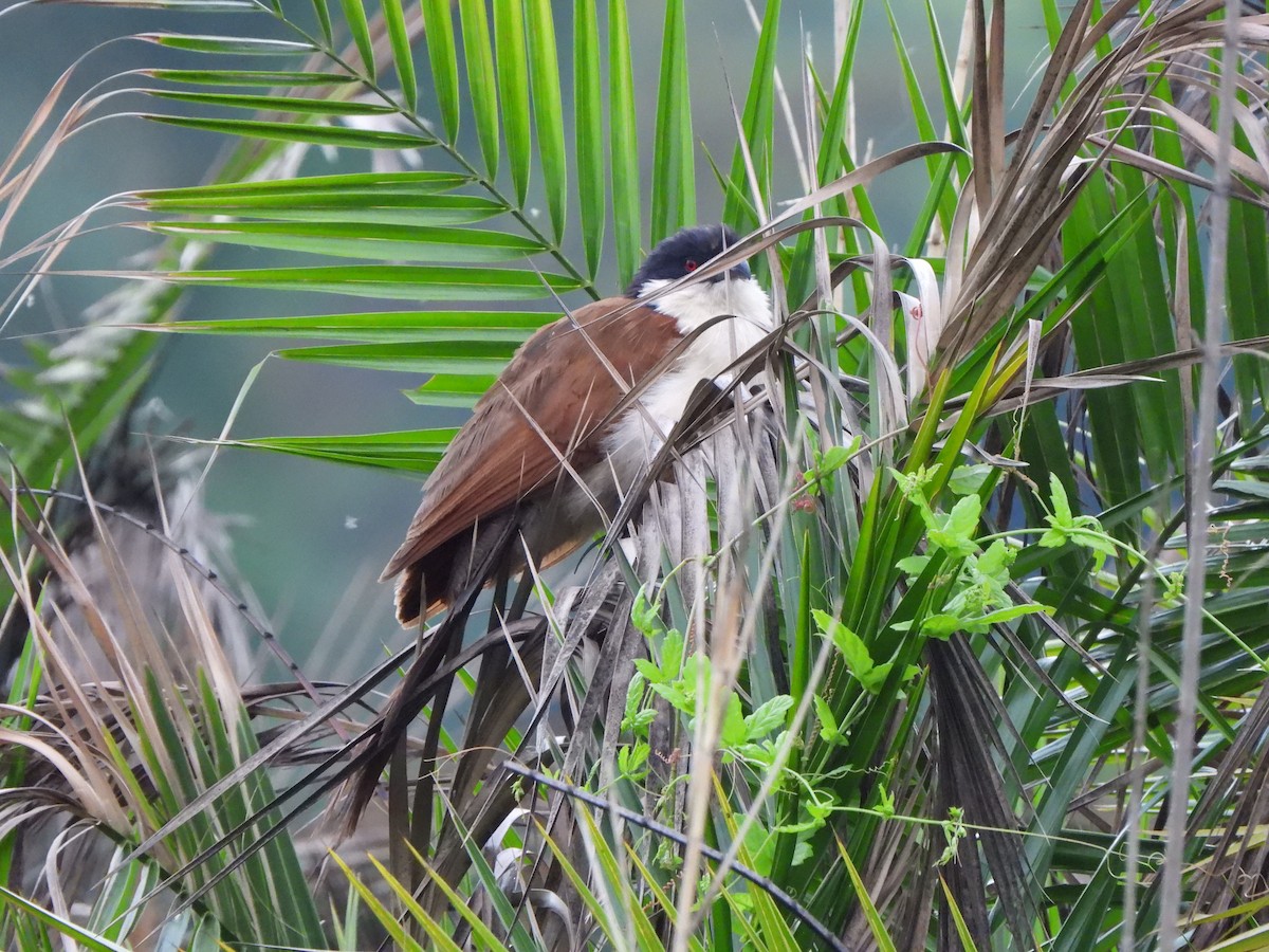 Coppery-tailed Coucal - ML628831261