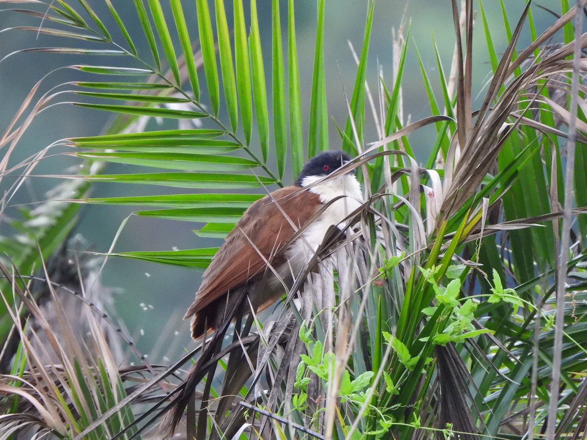 Coppery-tailed Coucal - ML628831263