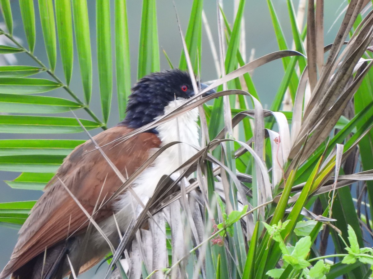 Coppery-tailed Coucal - ML628831264