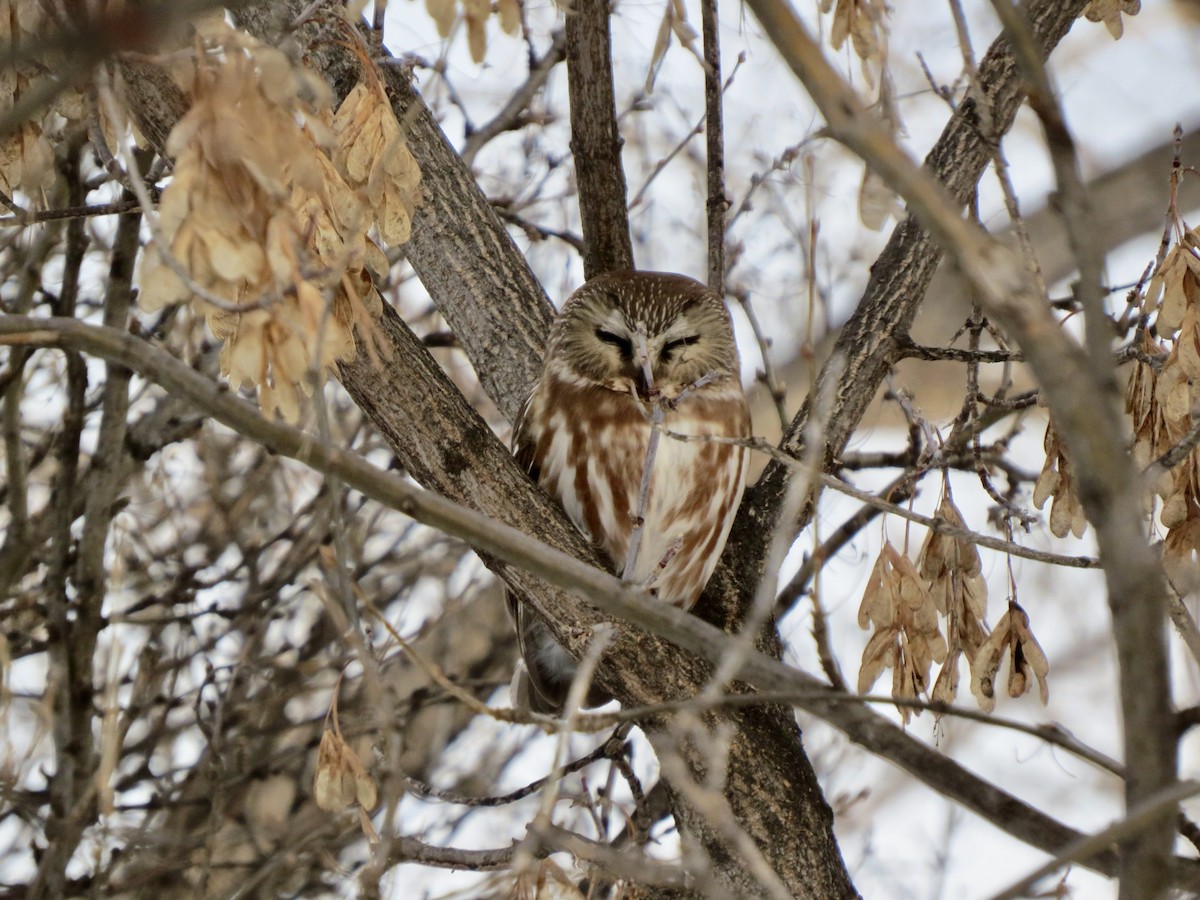 Northern Saw-whet Owl - ML628831295