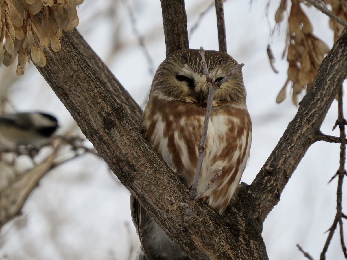 Northern Saw-whet Owl - ML628831296