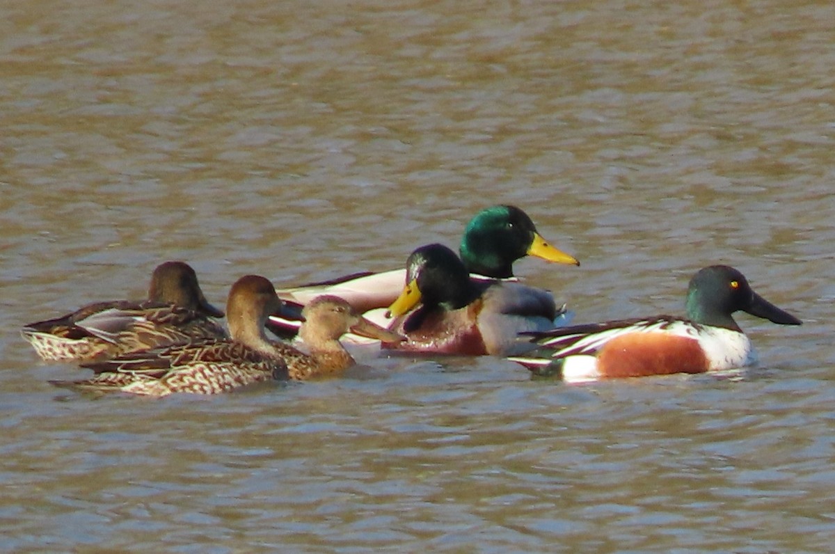 Northern Shoveler - ML628831314