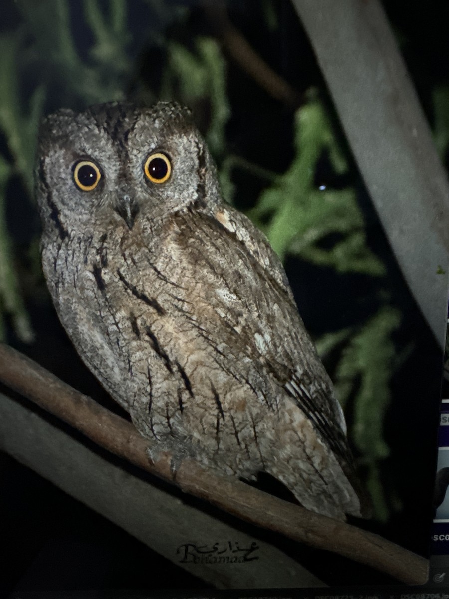 Eurasian Scops-Owl - ML628831459