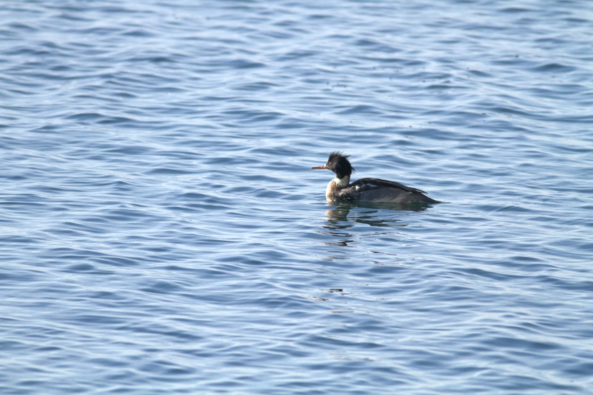 Red-breasted Merganser - ML628831777