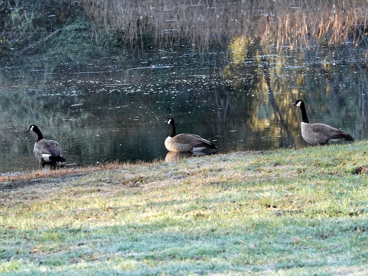 Canada Goose - ML628831779