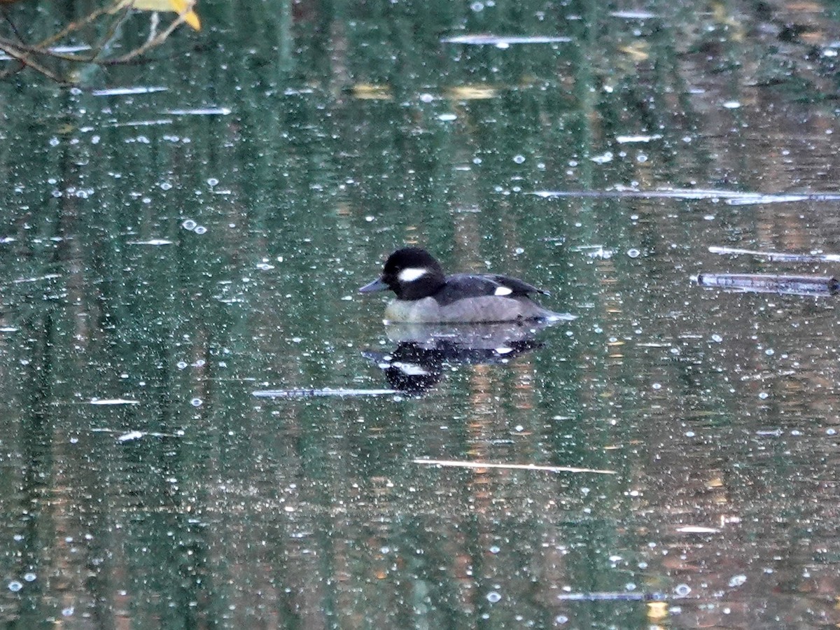 Bufflehead - ML628831781