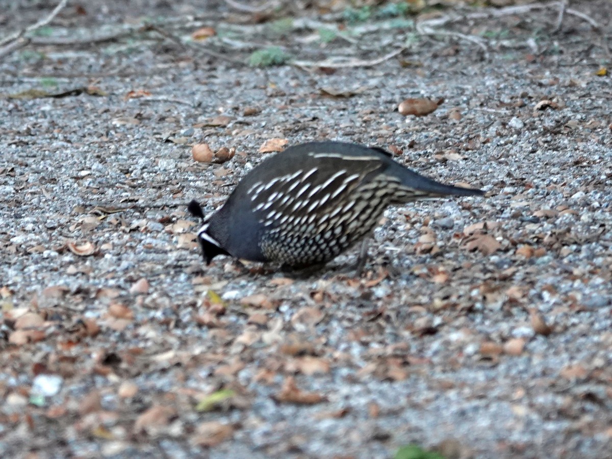 California Quail - ML628831782