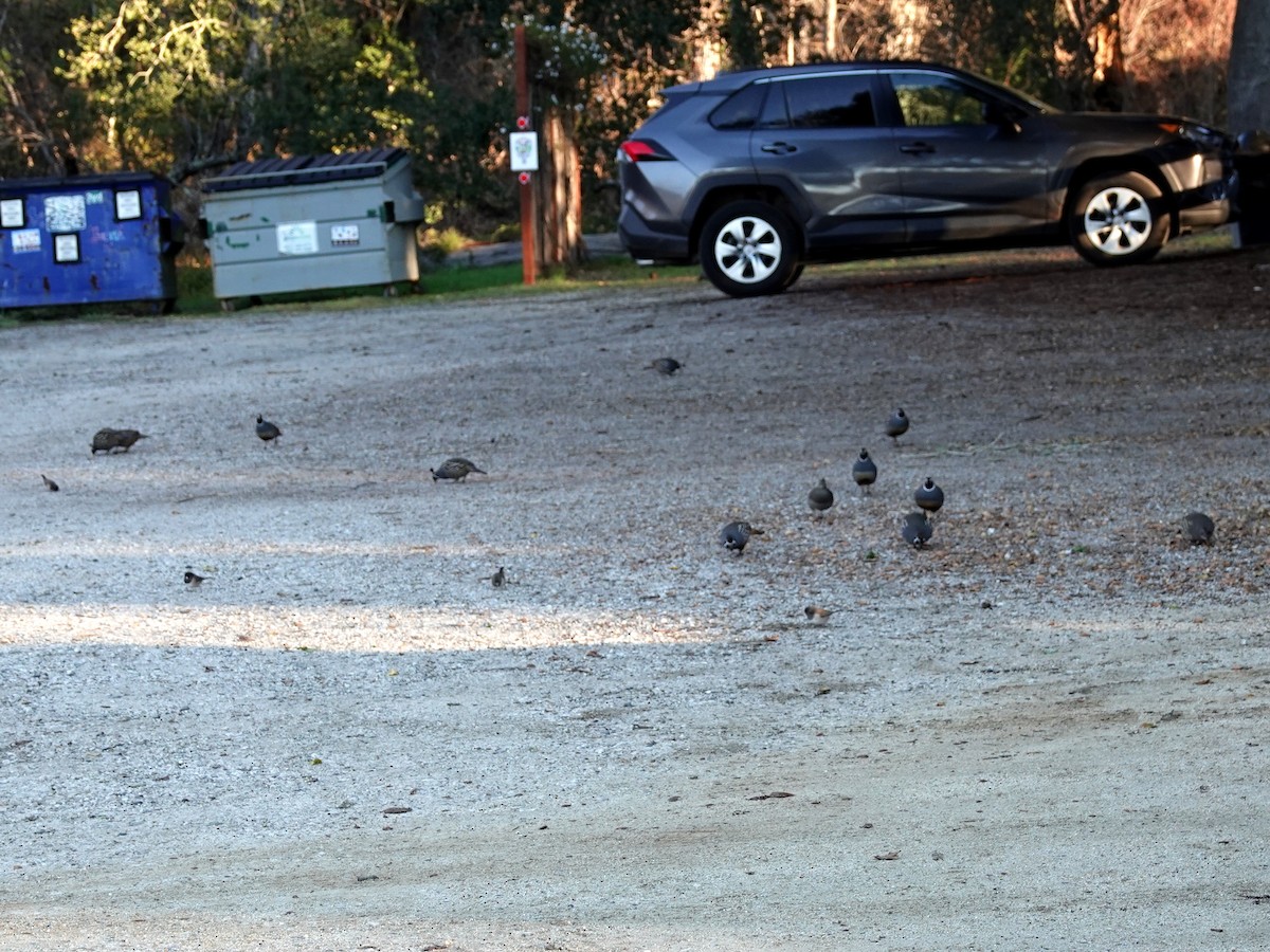 California Quail - ML628831783