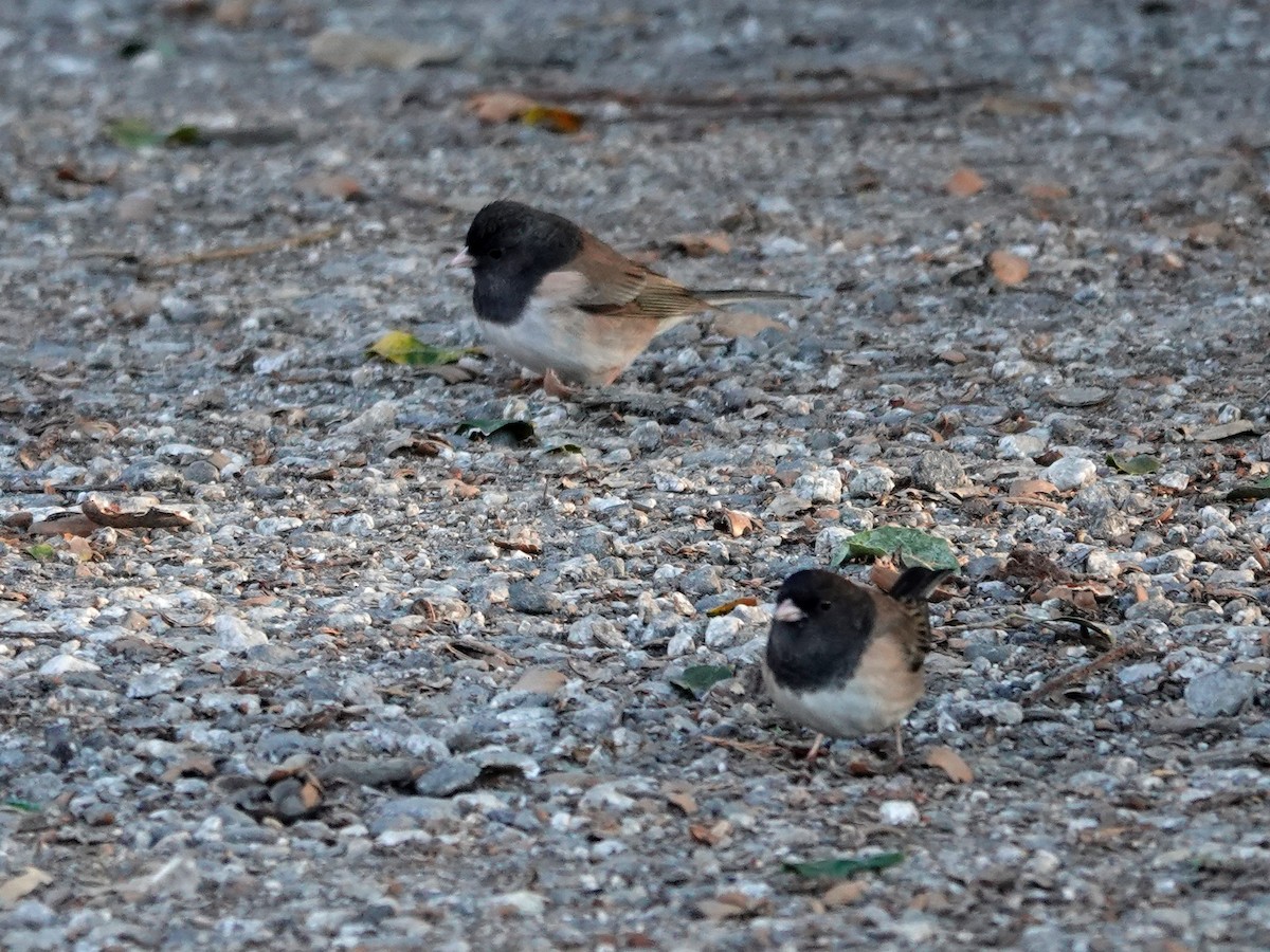 Dark-eyed Junco - ML628831809