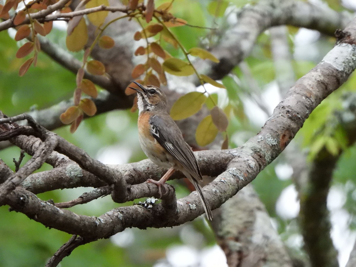 Miombo Scrub-Robin - ML628831895