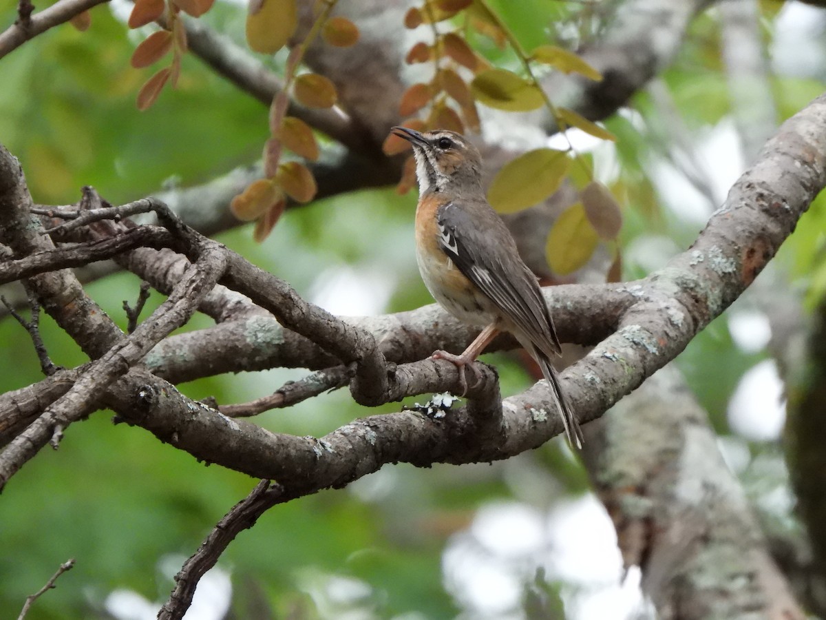 Miombo Scrub-Robin - ML628831896