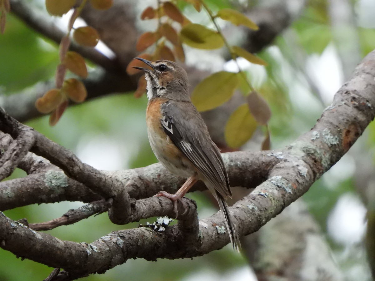 Miombo Scrub-Robin - ML628831897
