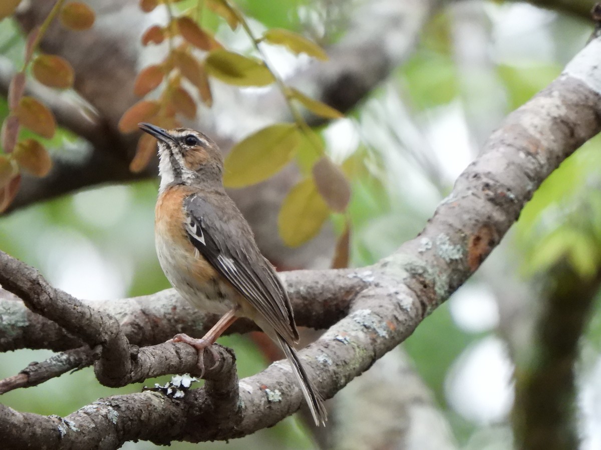 Miombo Scrub-Robin - ML628831898