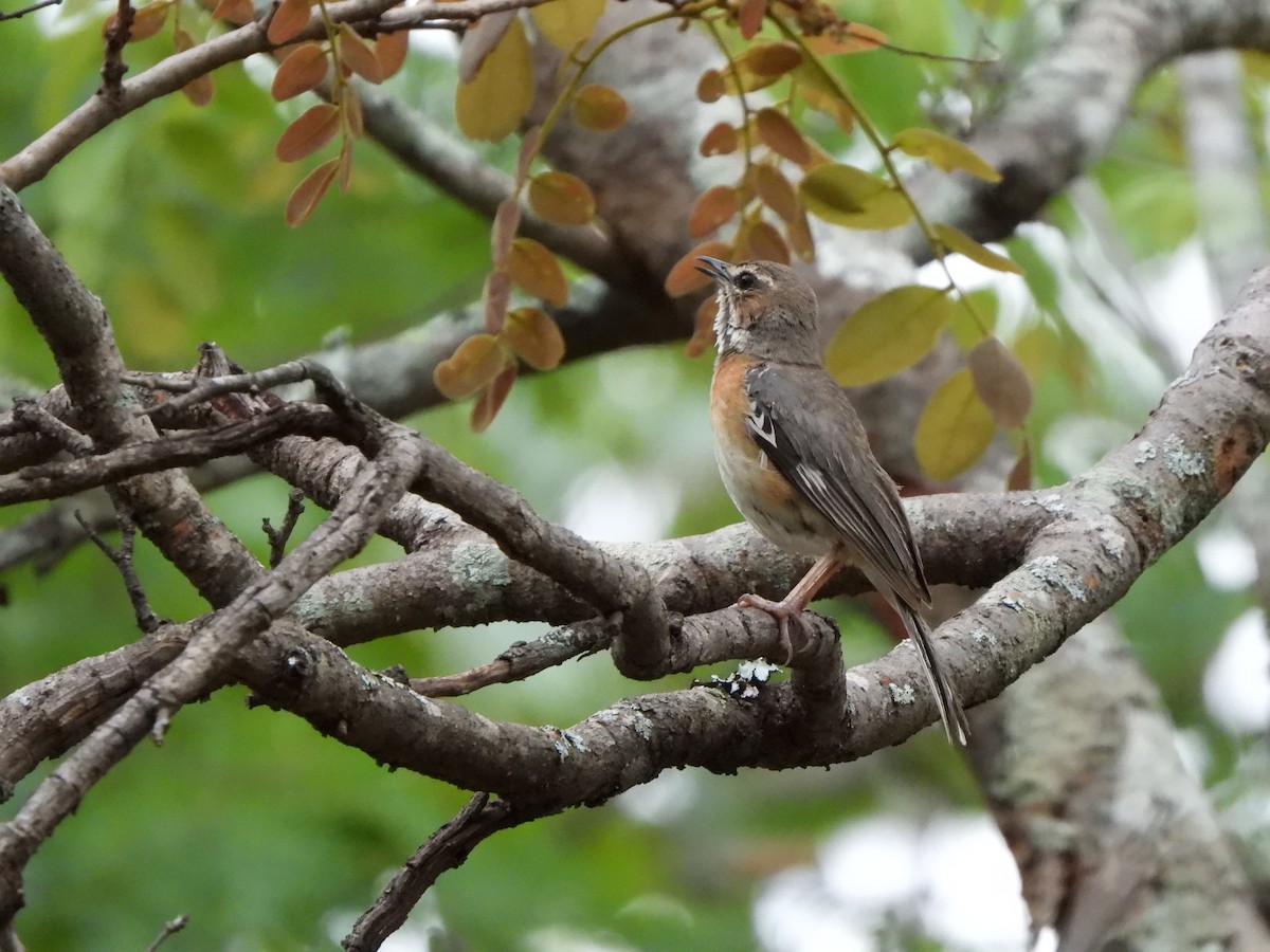 Miombo Scrub-Robin - ML628831899