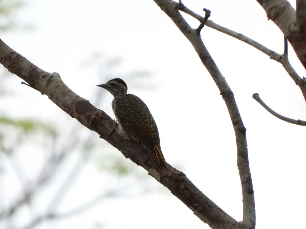 Green-backed Woodpecker (Spot-backed) - ML628831930