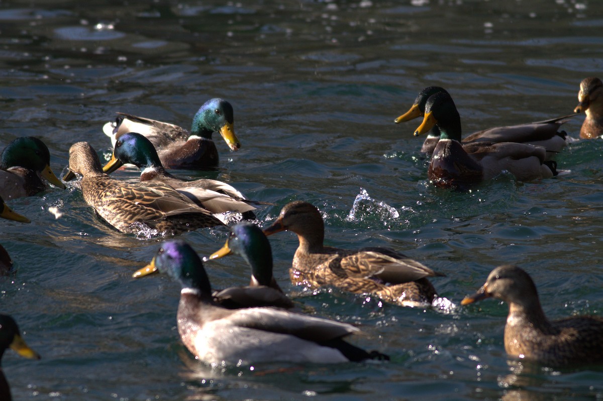 Mallard - ML628832022