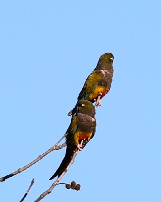 Burrowing Parakeet - ML628832289