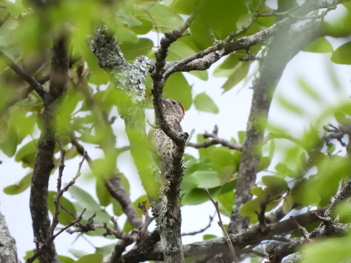 Green-backed Woodpecker (Spot-backed) - ML628832418