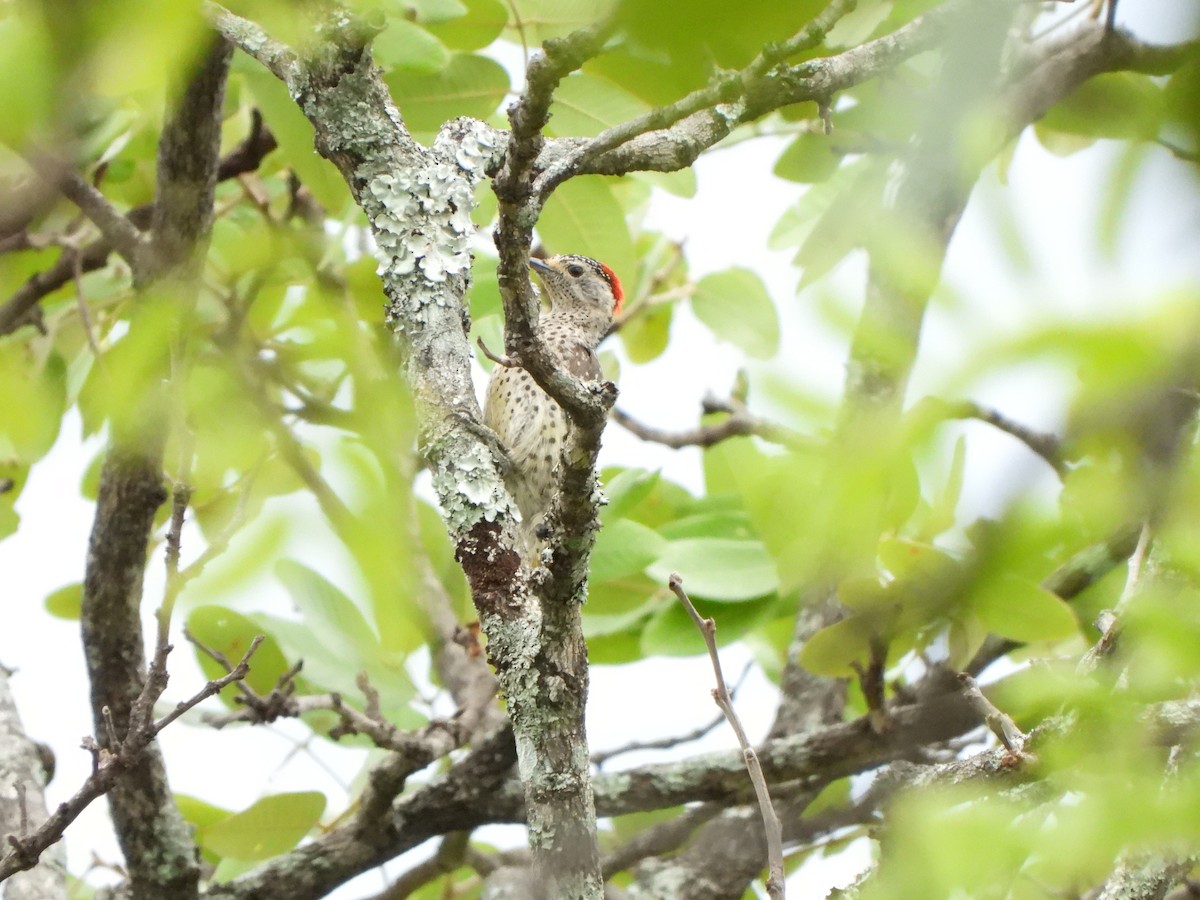 Green-backed Woodpecker (Spot-backed) - ML628832419