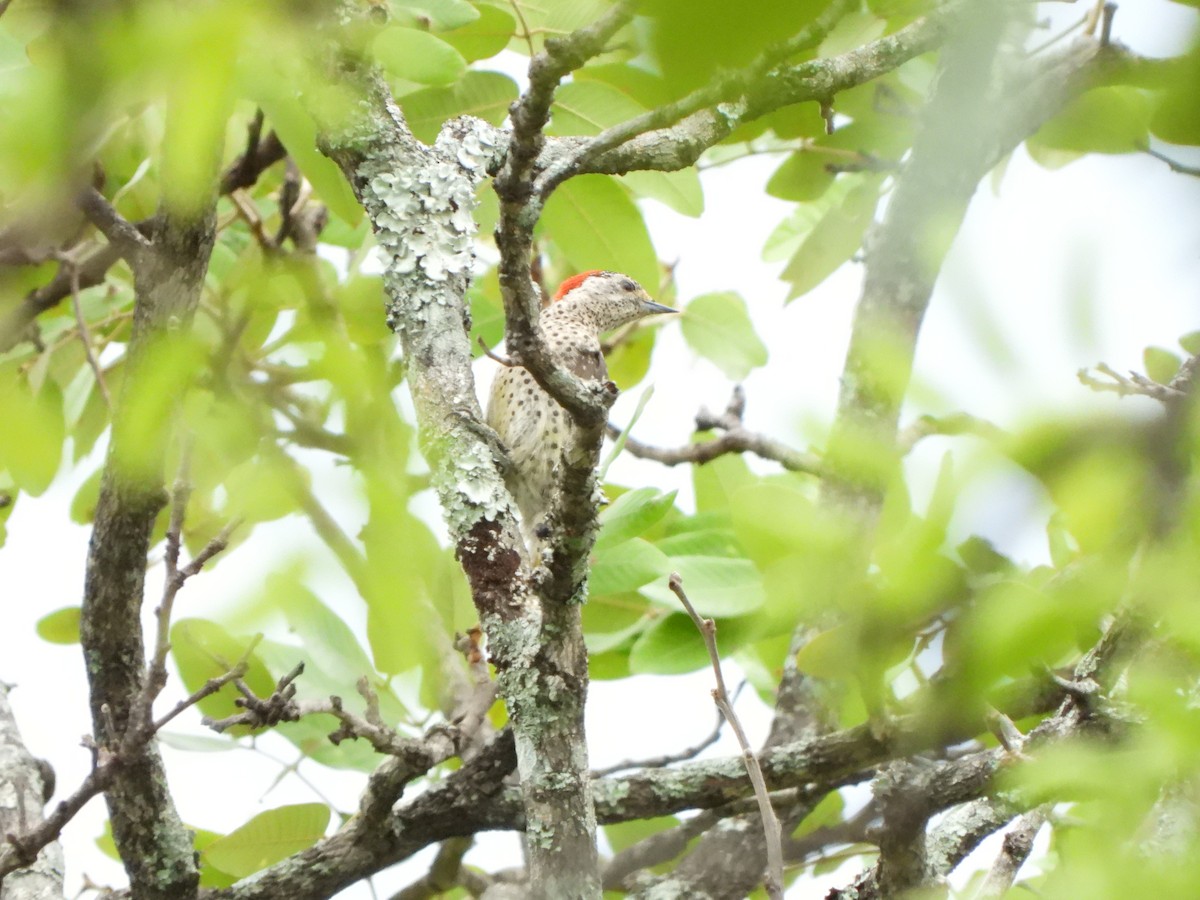 Green-backed Woodpecker (Spot-backed) - ML628832421