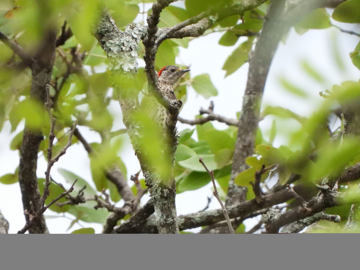 Green-backed Woodpecker (Spot-backed) - ML628832422