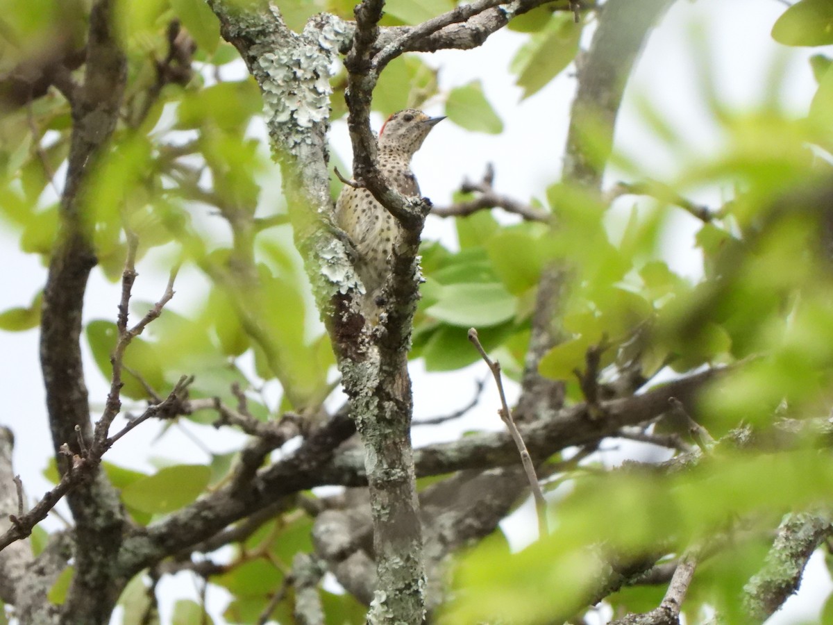 Green-backed Woodpecker (Spot-backed) - ML628832424