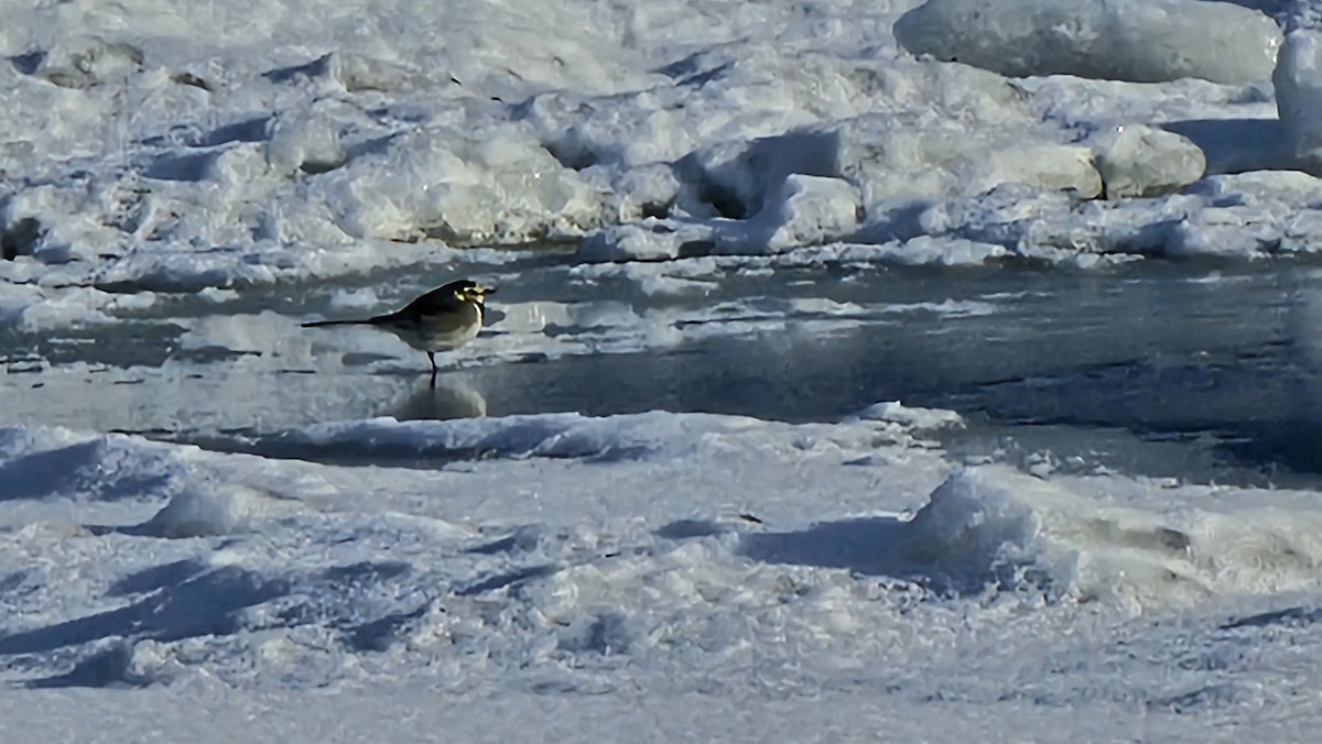 White Wagtail - ML628832487