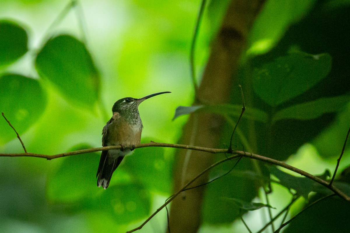 Violet-chested Hummingbird - ML628832605