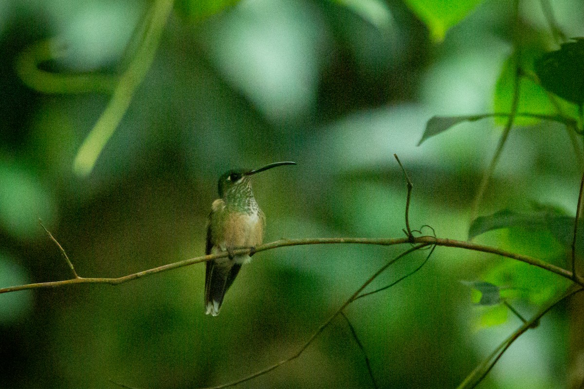 Violet-chested Hummingbird - ML628832606