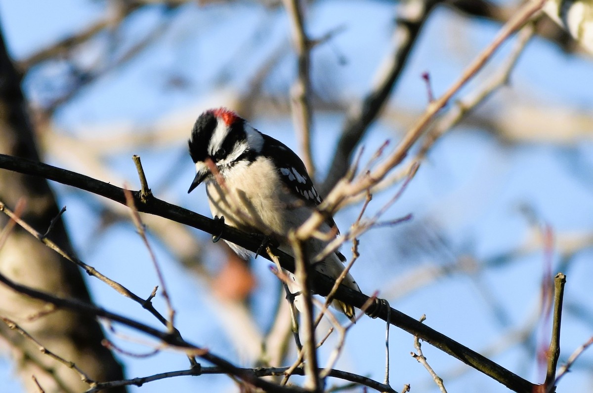 Downy Woodpecker - ML628832703