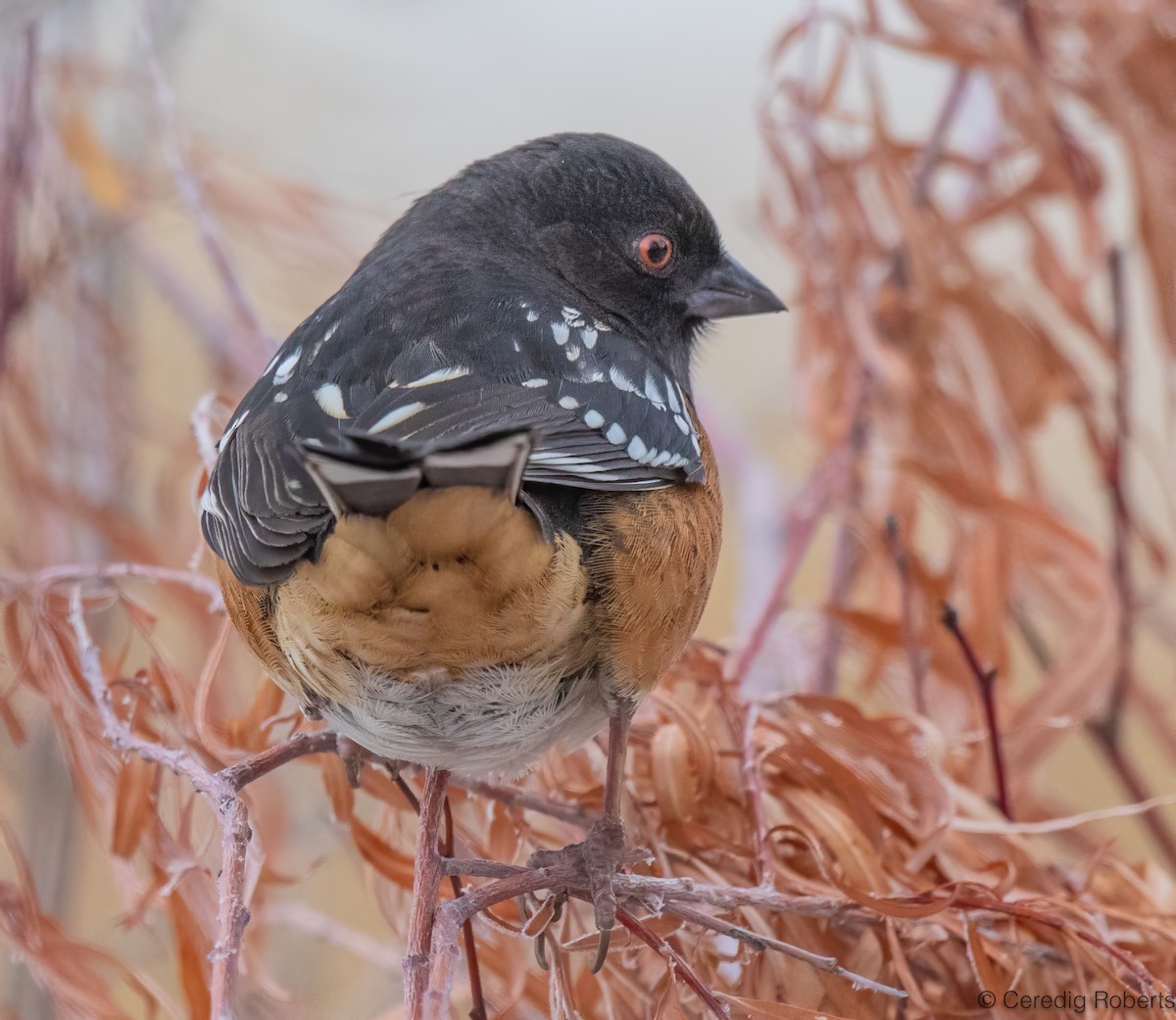 Spotted Towhee - ML628832747
