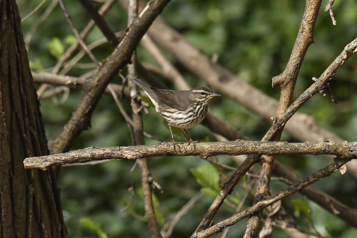 Northern Waterthrush - ML628832748