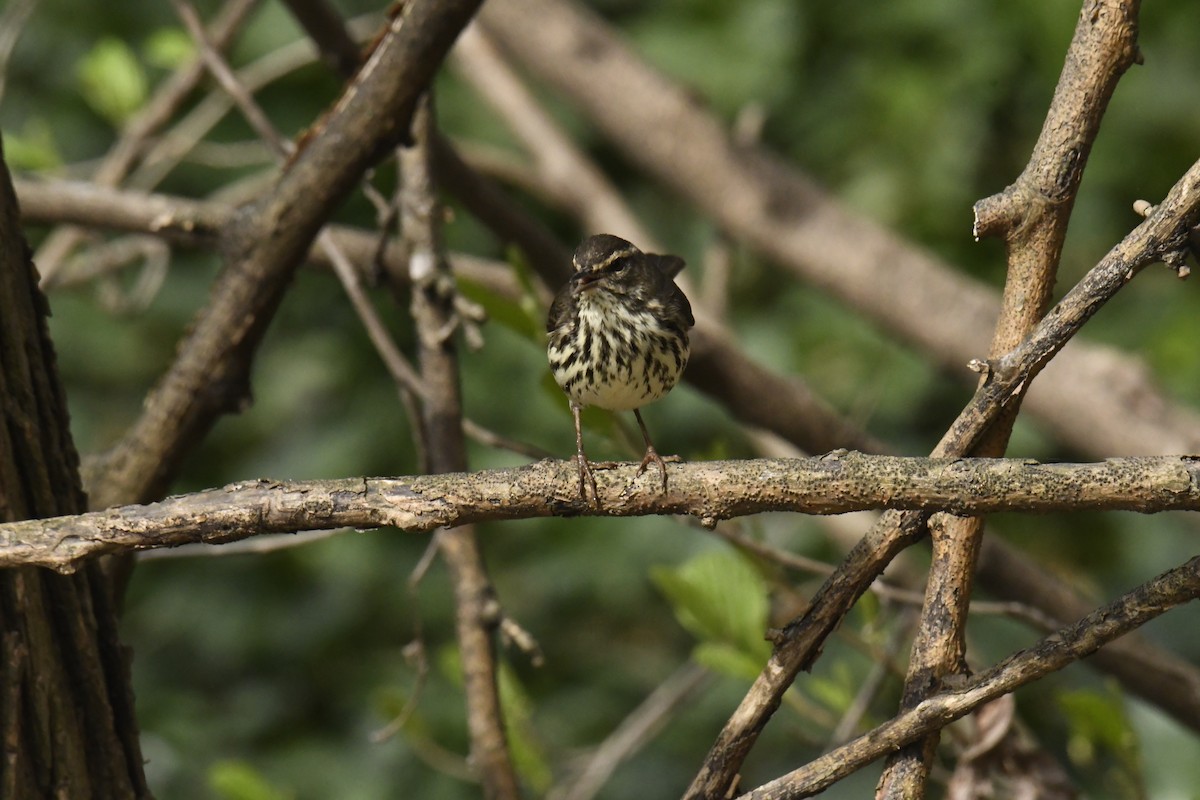 Northern Waterthrush - ML628832750