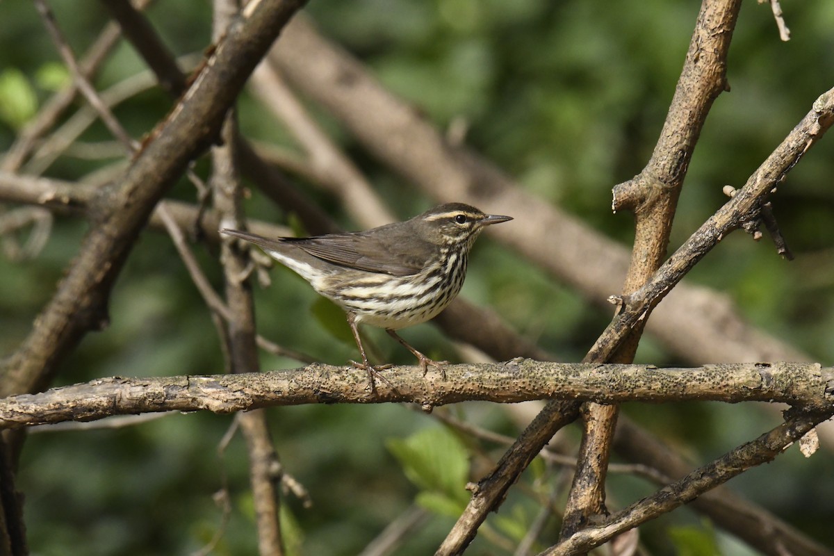 Northern Waterthrush - ML628832755