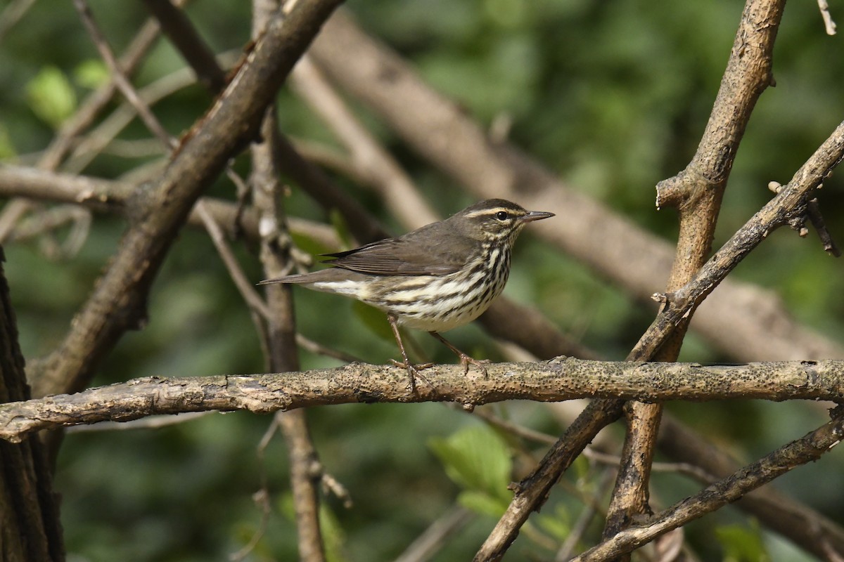 Northern Waterthrush - ML628832767