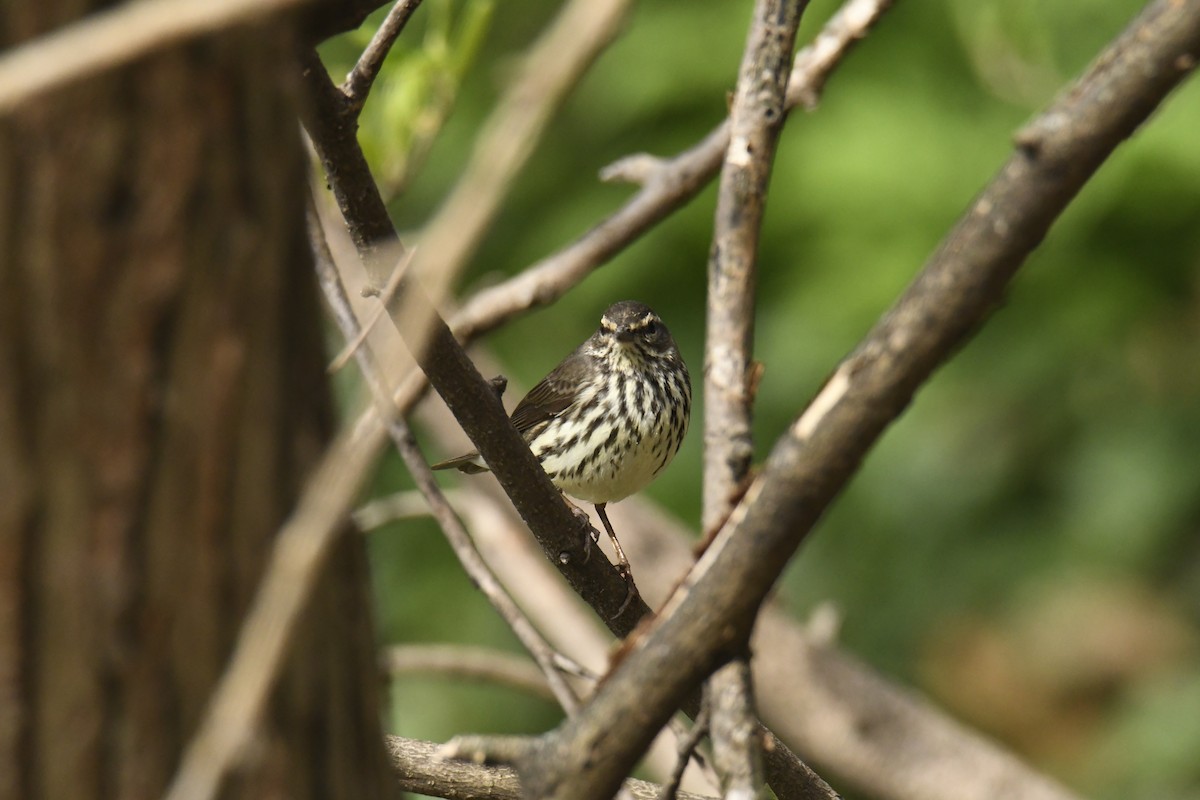 Northern Waterthrush - ML628832769