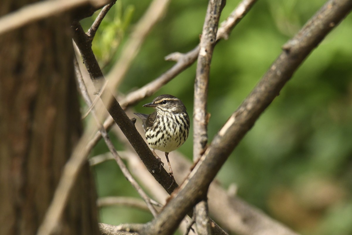 Northern Waterthrush - ML628832770