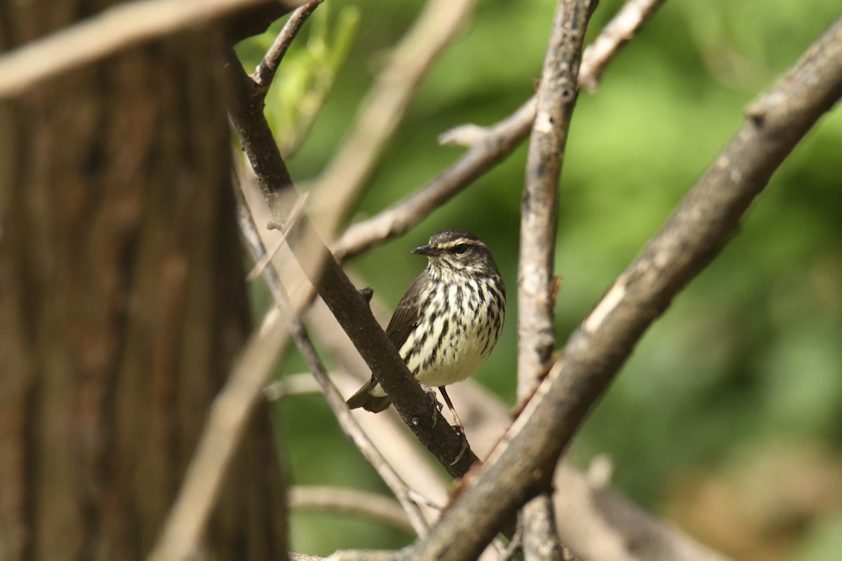 Northern Waterthrush - ML628832779