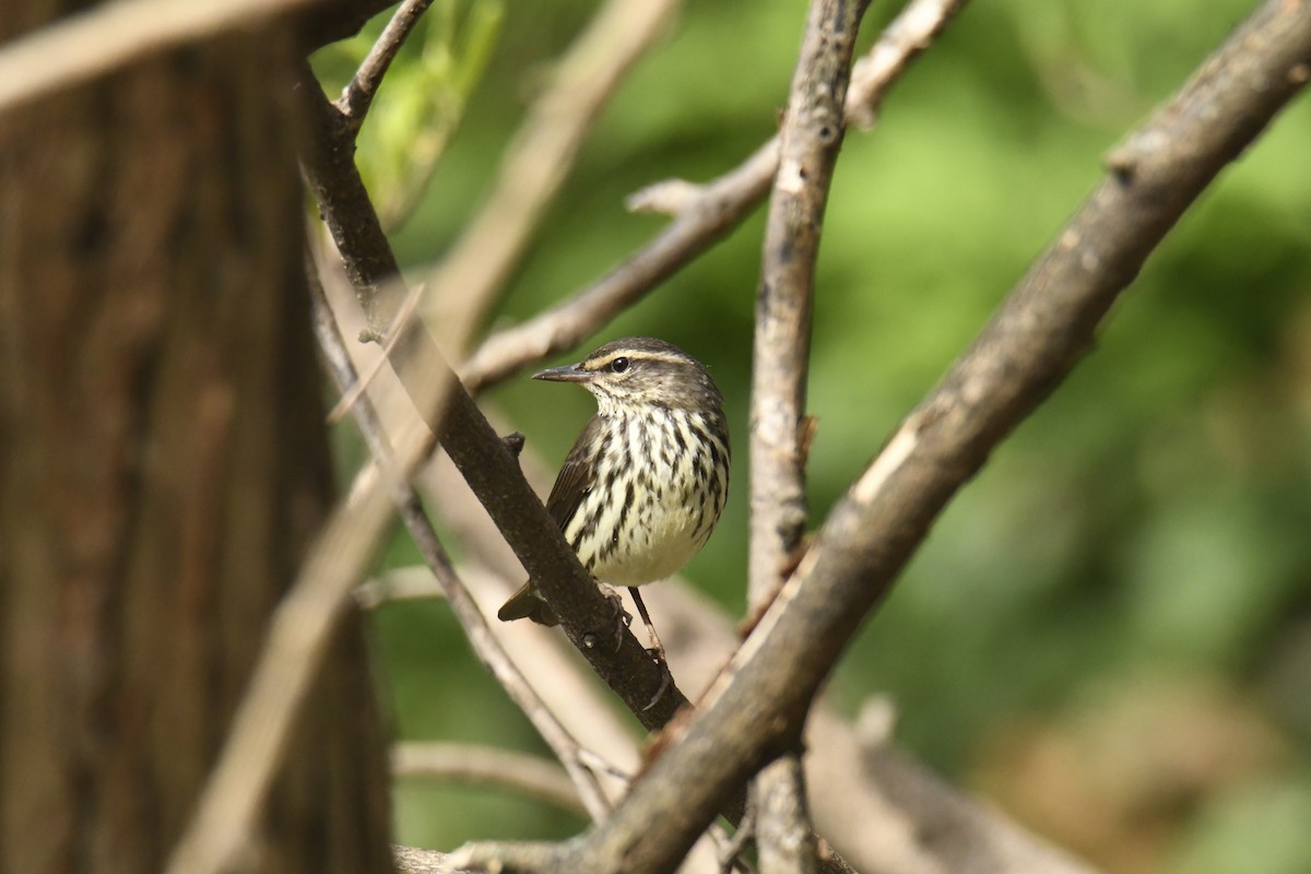 Northern Waterthrush - ML628832783