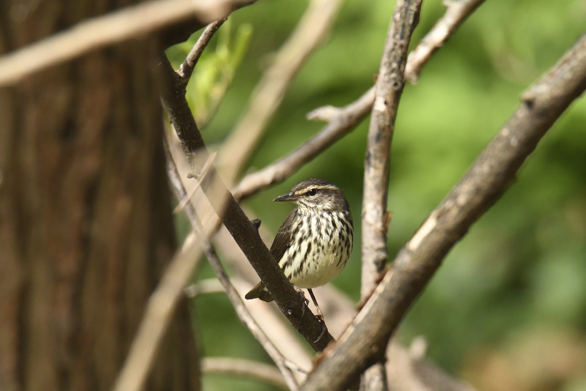 Northern Waterthrush - ML628832785