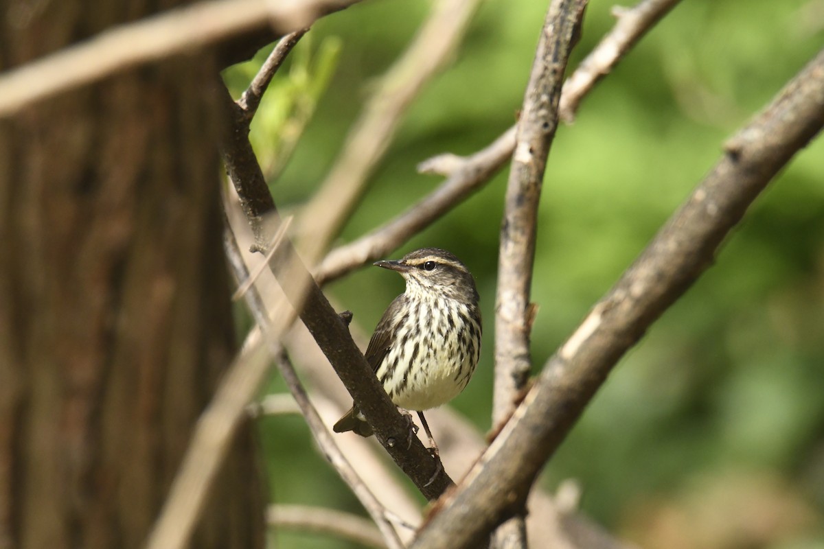 Northern Waterthrush - ML628832795